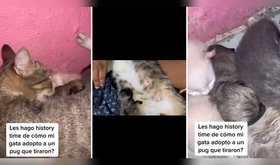 Gatita adopta a un pug y usuarios se emocionan: “¿El perrito maulla?”