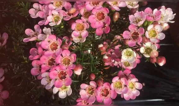 Día de la madre: exportaciones de flores peruanas crecieron 12% en el primer trimestre