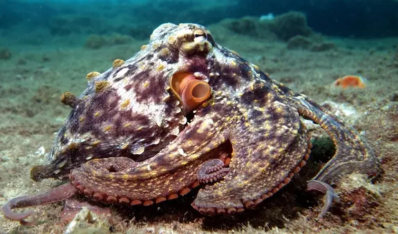 ¿Por qué las madres pulpo se dejan morir para que nazcan sus crías?