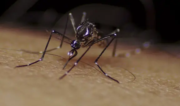 Dengue en Perú: mitos y verdades sobre esta enfermedad