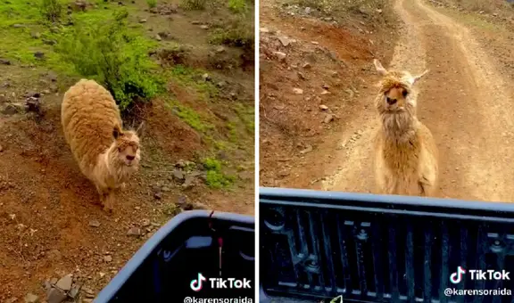 Alpaca corre tras su dueña en triste despedida en Ayacucho: "No te vayas, quédate"