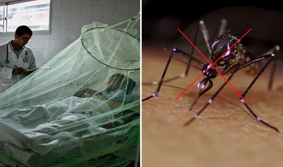 Aumentan casos de dengue en Perú: ¿cómo hacer una trampa para zancudos y disminuir su proliferación?