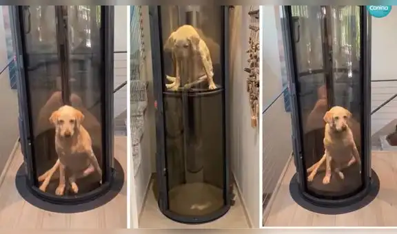 Familia construye un ascensor para su perrito que fue diagnosticado con displasia de cadera