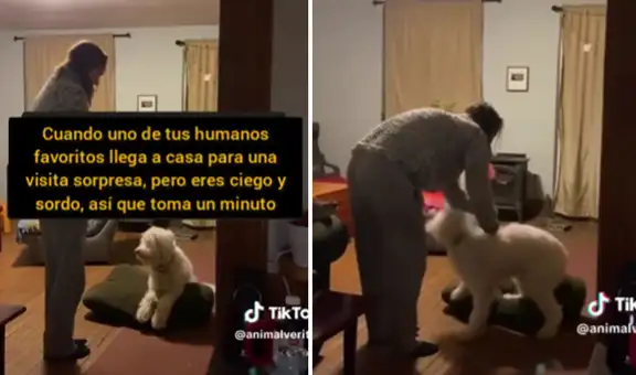 Perrito con ceguera tarda en reconocer a su dueña cuando llega a casa, y ella lo abraza