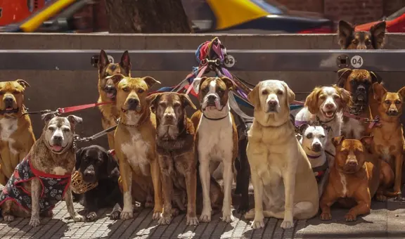 Los perros tienen cerebros cada vez más grandes, según estudio: ¿cuál es el motivo?