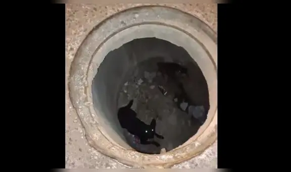 Perritos caen en buzón de desagüe de 3 metros en Moquegua y fueron rescatados ilesos