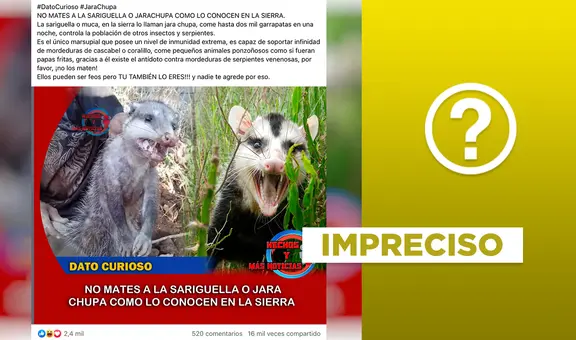 Las zarigüeyas no comen hasta 2.000 garrapatas por noche