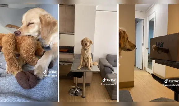 Perrita sorprende al tener el mismo comportamiento que un gato: “Amasa como los michis”