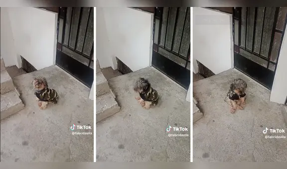 Perrito ‘salsero’ impresiona con sus singulares movimientos: ”Tiene ritmo”