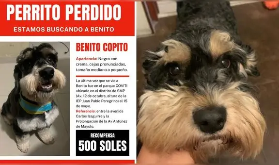 ¿Dónde está Benito Copito? Familia busca a perro perdido en SMP
