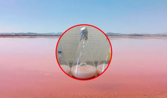 Descubren un pigmento anticancerígeno en un yacimiento de sal