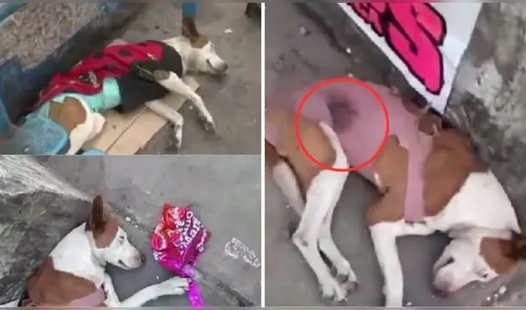 Abandonan a perrita recién operada en paradero de micros, en Comas