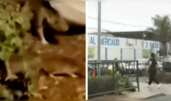 Surco: vecinos denuncian plaga de ratas frente a mercado anexo n° 2