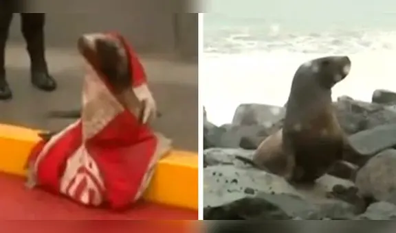 Callao: serenos rescatan a lobo marino varado por fuerte oleaje en Costa Verde