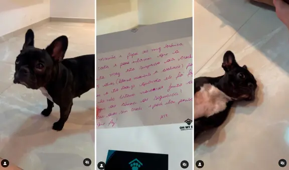 Trabajadores de guardería para mascotas suspenden a perrita durante 15 días por ‘mal comportamiento’