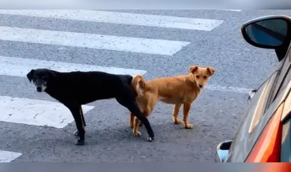 ¿Por qué nunca se debería separar a los perros que se quedan ‘pegados’ después de aparearse?