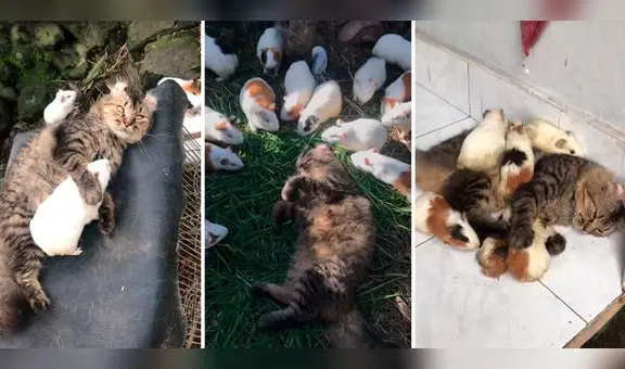 Gatito convive con cuyes y enternece a usuarios: “No hay enemigos”