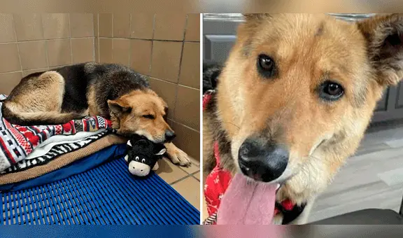 Nikki, la perrita que deambuló varios meses con el peluche que su dueño le regaló antes de morir