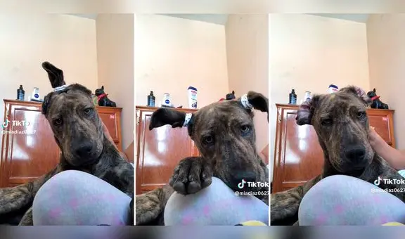 Joven hace distintos peinados a su perrito y es viral en redes: "Adoptado, pero a qué costo"