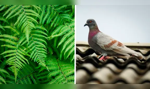 ¿Cómo alejar a las palomas del balcón o terraza de mi casa con plantas?