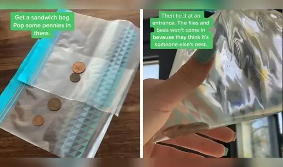 Con este truco con monedas evitarás que las moscas se aparezcan en tu casa