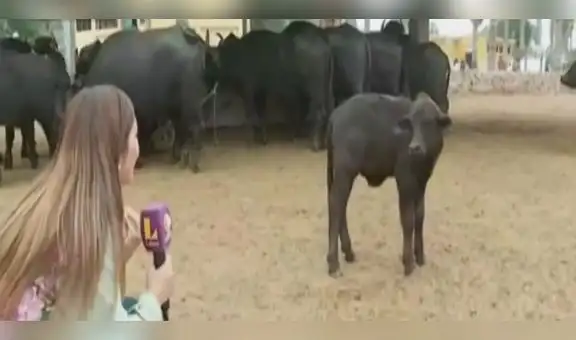 Nace Javichito, cría de búfalo, en Parque de las Leyendas y reportera lo amadrina