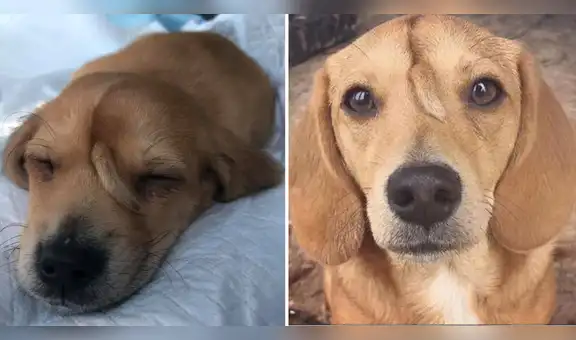 Perrito con cola en la frente fue rescatado y se gana el corazón de miles : “Qué ternurita”