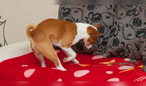 ¿Por qué los perros rascan la cama antes de acostarse? Conoce la verdadera razón