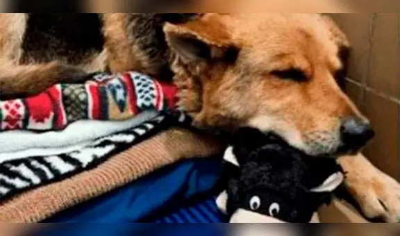 Conoce la conmovedora historia de Nikki, la perrita que deambulaba en las calles con un peluche