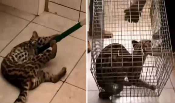 Capturan un tigrillo dentro de un colegio en Puerto Maldonado