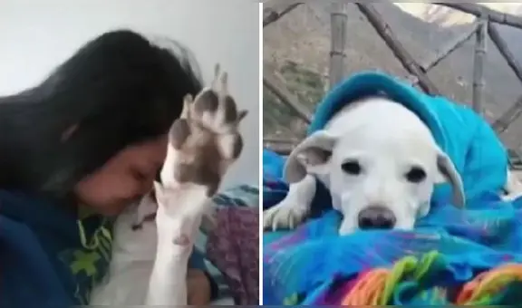 Surquillo: llevan perrito para ser bañado en veterinaria y termina muerto por golpes en la cabeza