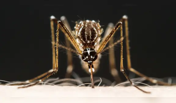 ¿Por qué una reinfección por dengue siempre es más grave que la anterior?