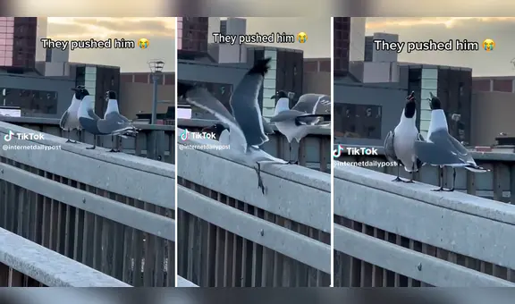 Aves lanzan al vacío a su 'amigo' y estallan en 'risas': ¿lo planearon anticipadamente?