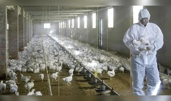 Brasil se declara en "emergencia zoosanitaria" por gripe aviar