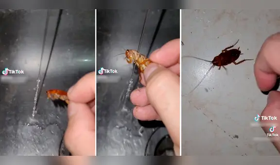 ¡Insólito! Hombre baña a cucarachas para mantenerlas limpias y evitar que contaminen su casa