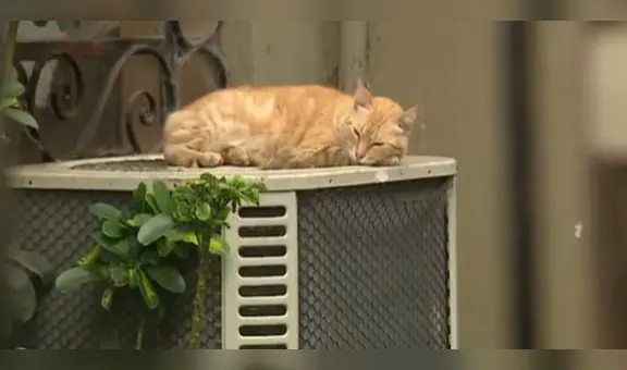 Vecina de San Isidro denuncia envenenamiento de sus gatos: "He recibido amenazas"