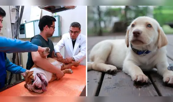 Clínica Veterinaria San Marcos: ¿qué servicios ofrece y cuál es el tarifario de precios para atender a tu mascota?