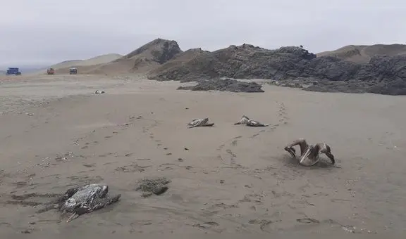 Aparecen más especies silvestres muertas en playas del norte