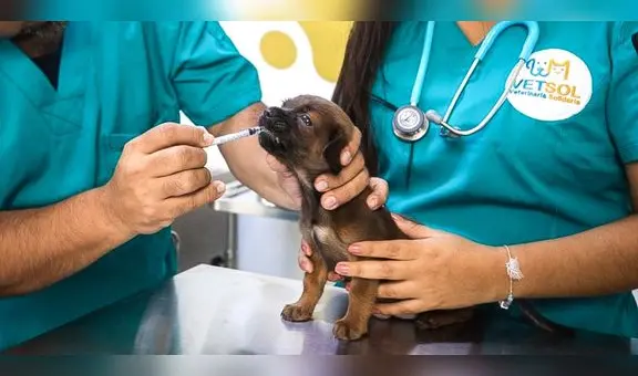 ¿Tienes una mascota? Conoce la primera veterinaria social en Comas con tarifas desde S/10