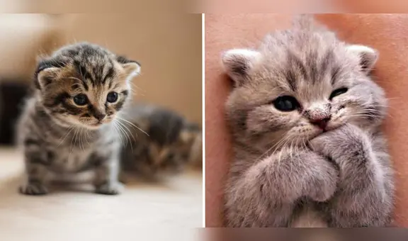 ¿Te falta motivación en el trabajo? Las fotos de gatitos podrían aumentar tu productividad, según estudio