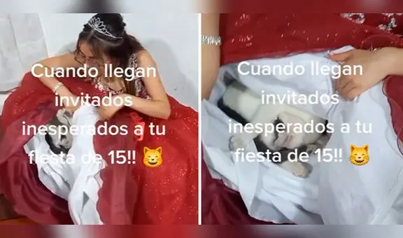 Gatito se queda dormido dentro de vestido de quinceañera y redes enternecen: “Qué lindo”