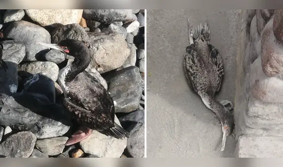 ¿Por qué hay un incremento de aves marinas moribundas y otras muertas en las playas del norte?