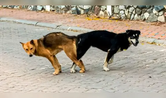 ¿Por qué separar a los perros cuando se aparean es un riesgo grave para su salud?
