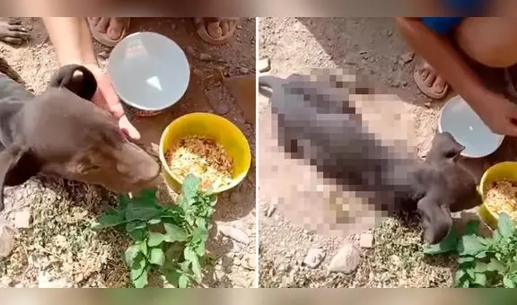 Piden apoyo para atender a perrito que dejaron abandonado en Huánuco