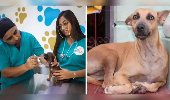Primera veterinaria solidaria en Comas: ¿dónde queda y cuál es su tarifario a bajo costo?