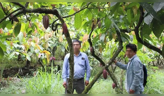 Denuncian irregularidades en proyecto de cacao en Cajamarca