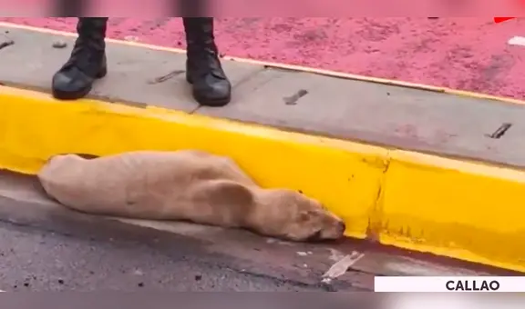 Callao: cría de lobo marino salió expulsada en la Costa Verde por fuerte oleaje