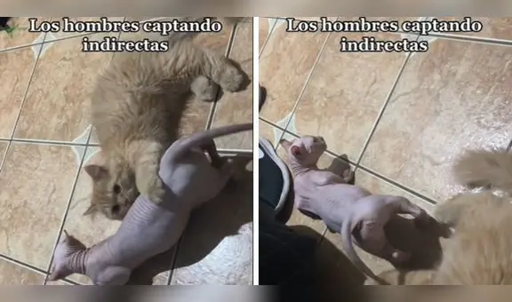 Gata en celo le maulla a gatito, pero este no capta la 'indirecta': "Cuando te quieren como amiga"