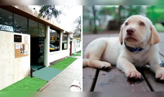 ¡Cuida a tu mascota! Descubre los servicios y precios de la Clínica Veterinaria San Marcos