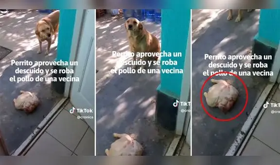Perrita robó un pollo entero a su vecino y lo llevó a su casa para el almuerzo: "Uno así, por favor"